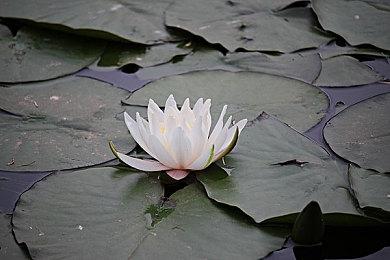 实行承诺！《战地风云2042》迎新补丁上线，史诗战场体验再升级